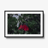 Turaco in the rain — gallery / black / mat