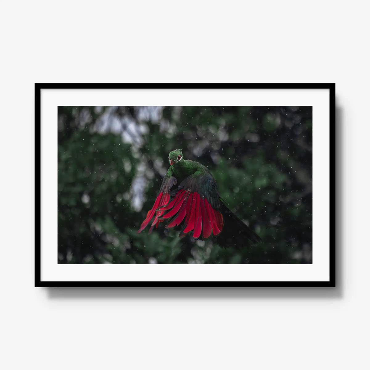 Turaco in the rain — gallery / black / mat
