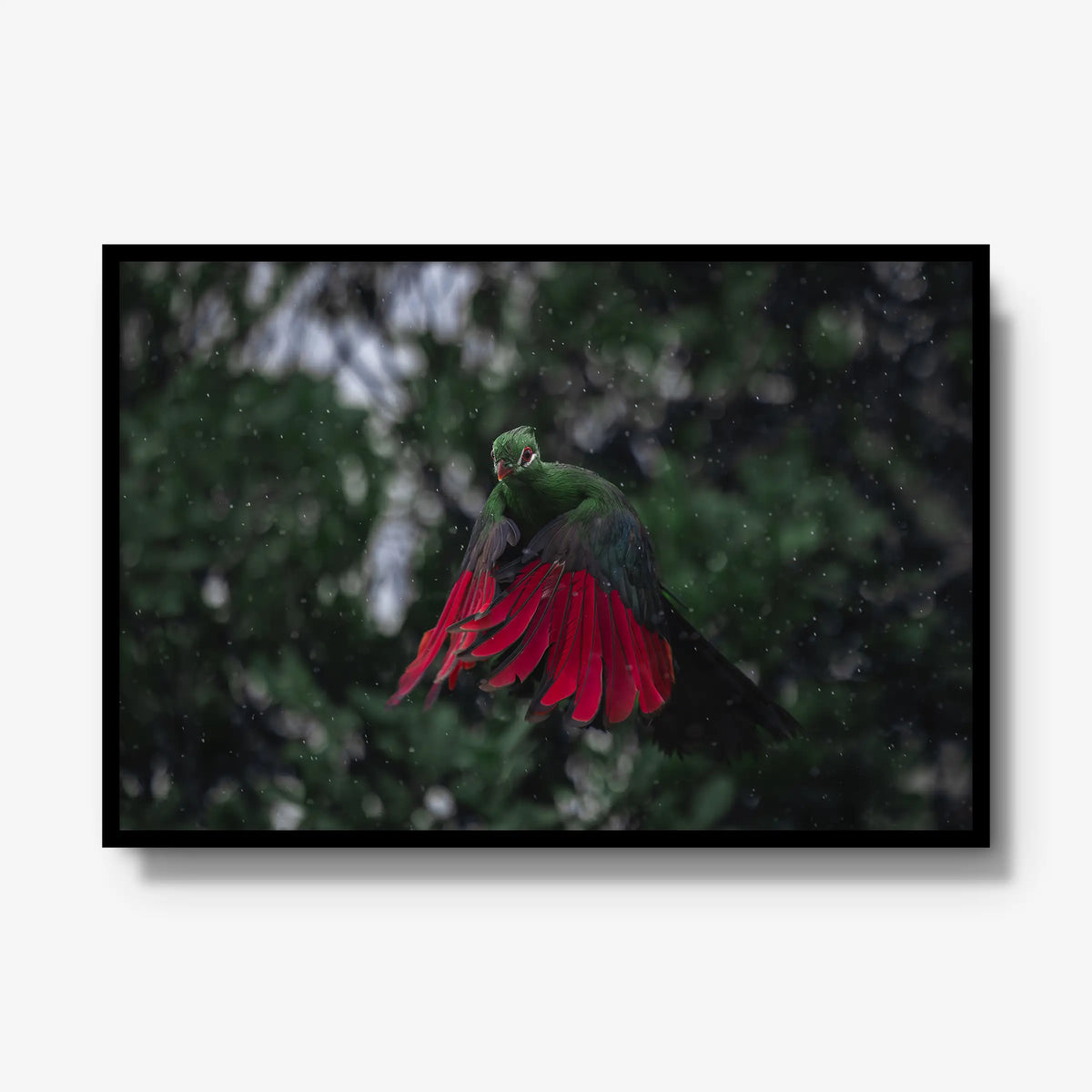 Turaco in the rain — gallery / black / full