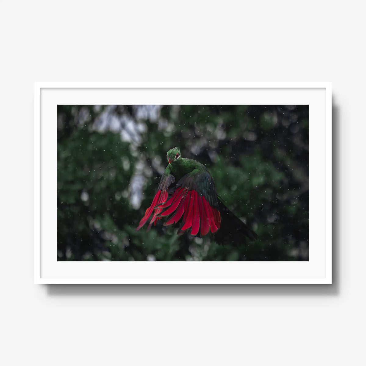 Turaco in the rain — gallery / white / mat