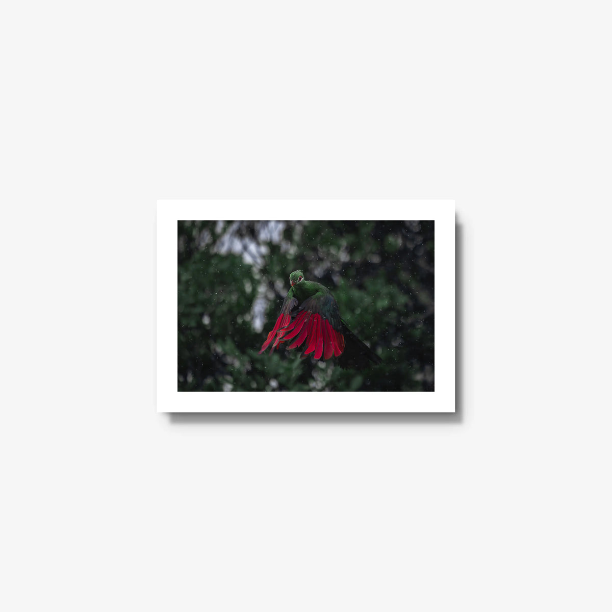 Turaco in the rain — mini / white / full