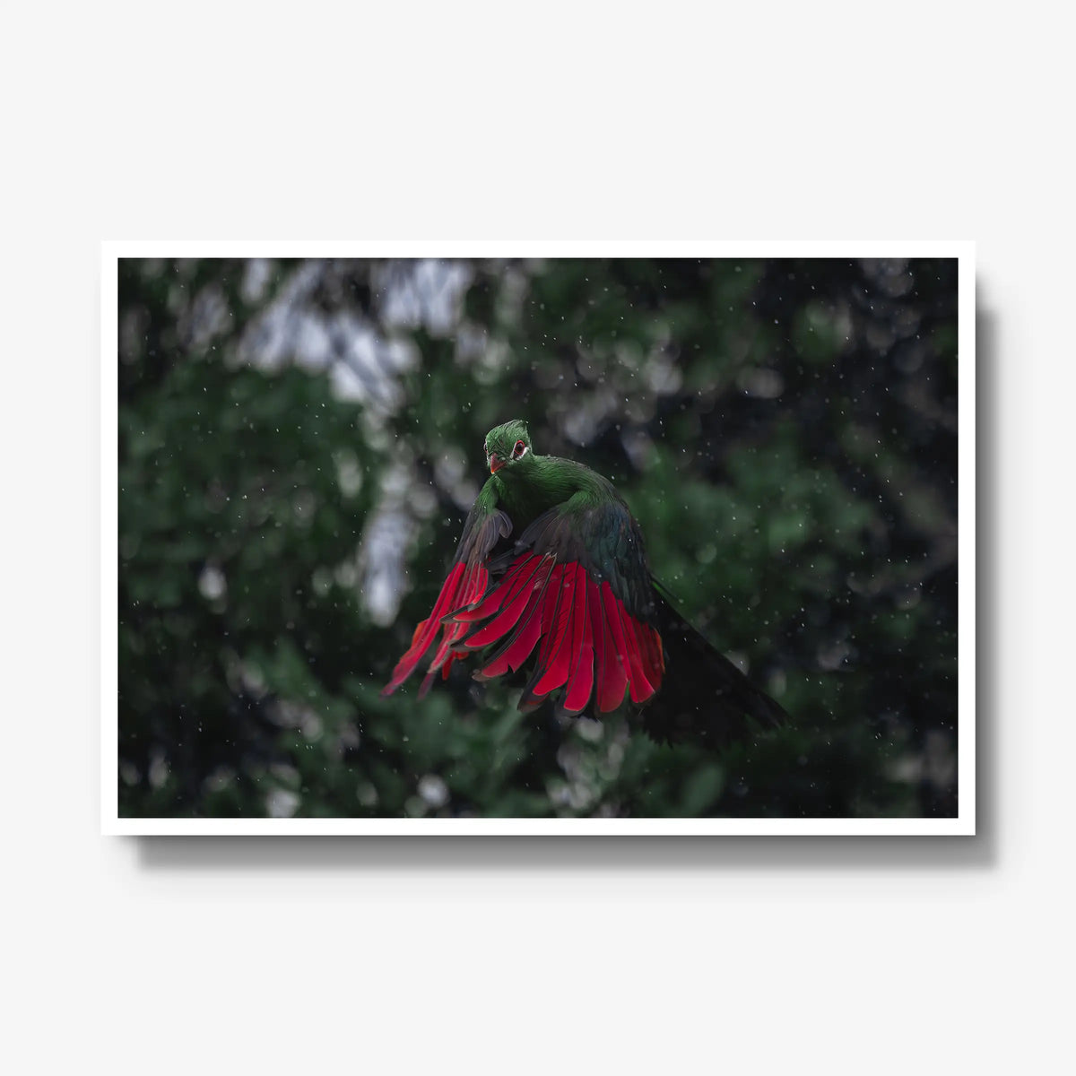 Turaco in the rain — gallery / white / full