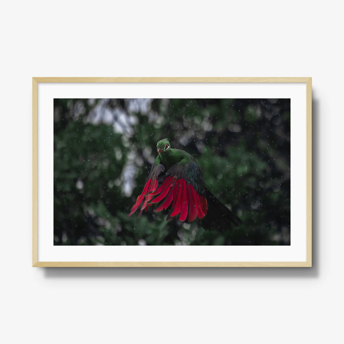 Turaco in the rain — gallery / natural / mat
