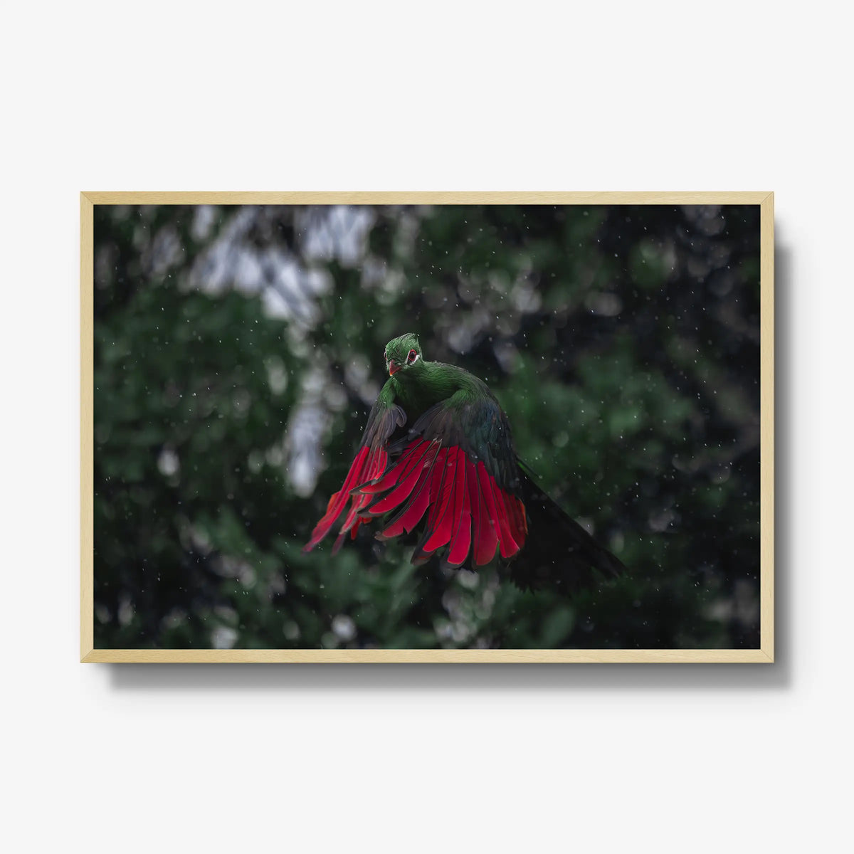 Turaco in the rain — gallery / natural / full