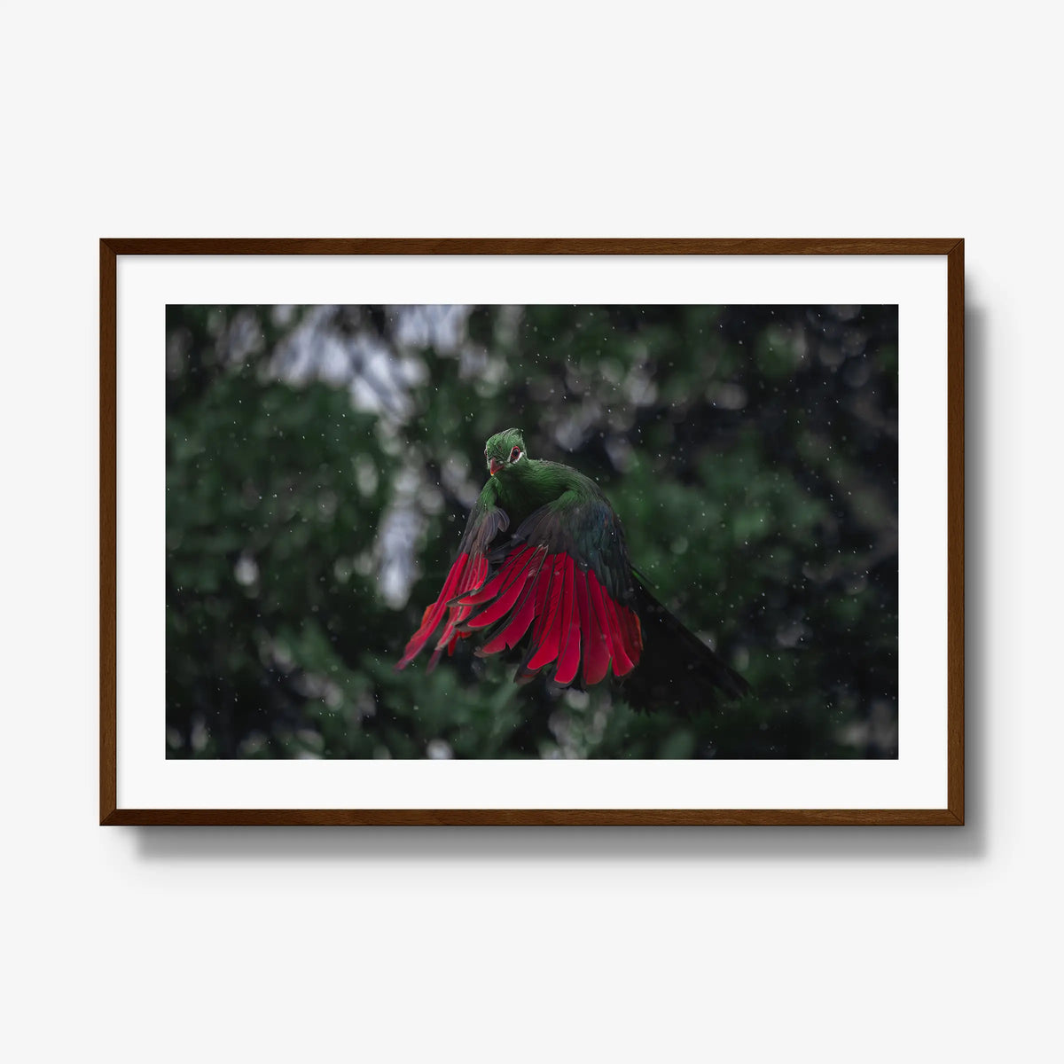 Turaco in the rain — gallery / brown / mat