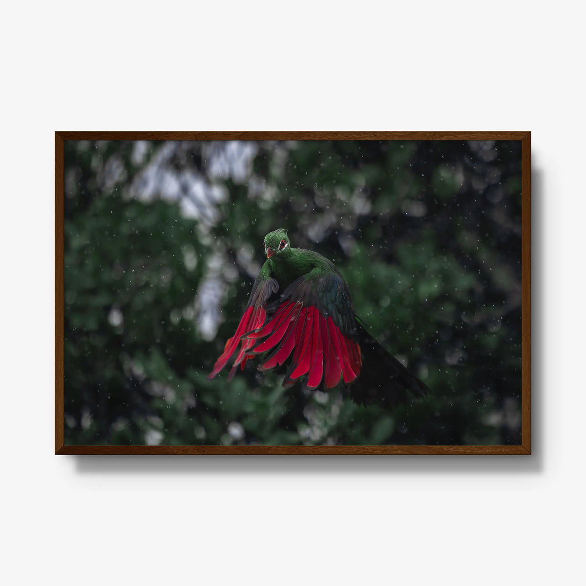 Turaco in the rain — gallery / brown / full
