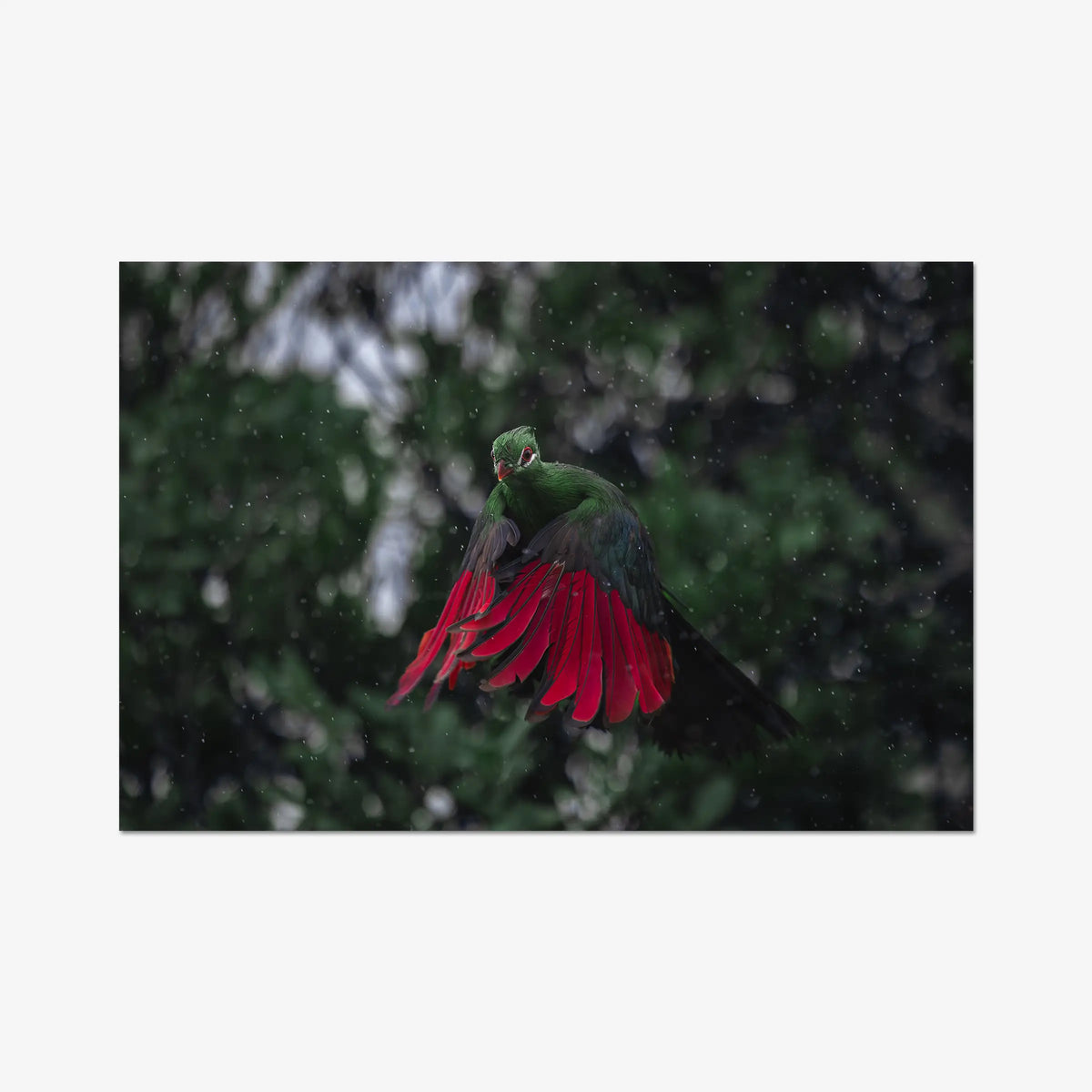 Turaco in the rain — gallery / print / n/a