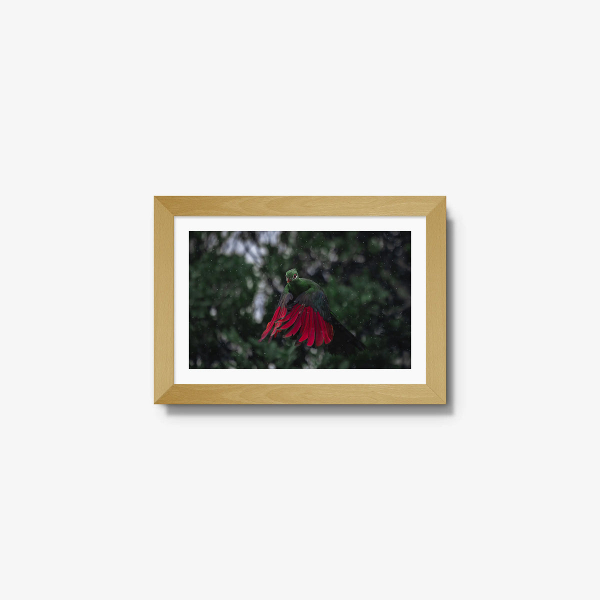 Turaco in the rain — mini / natural / mat