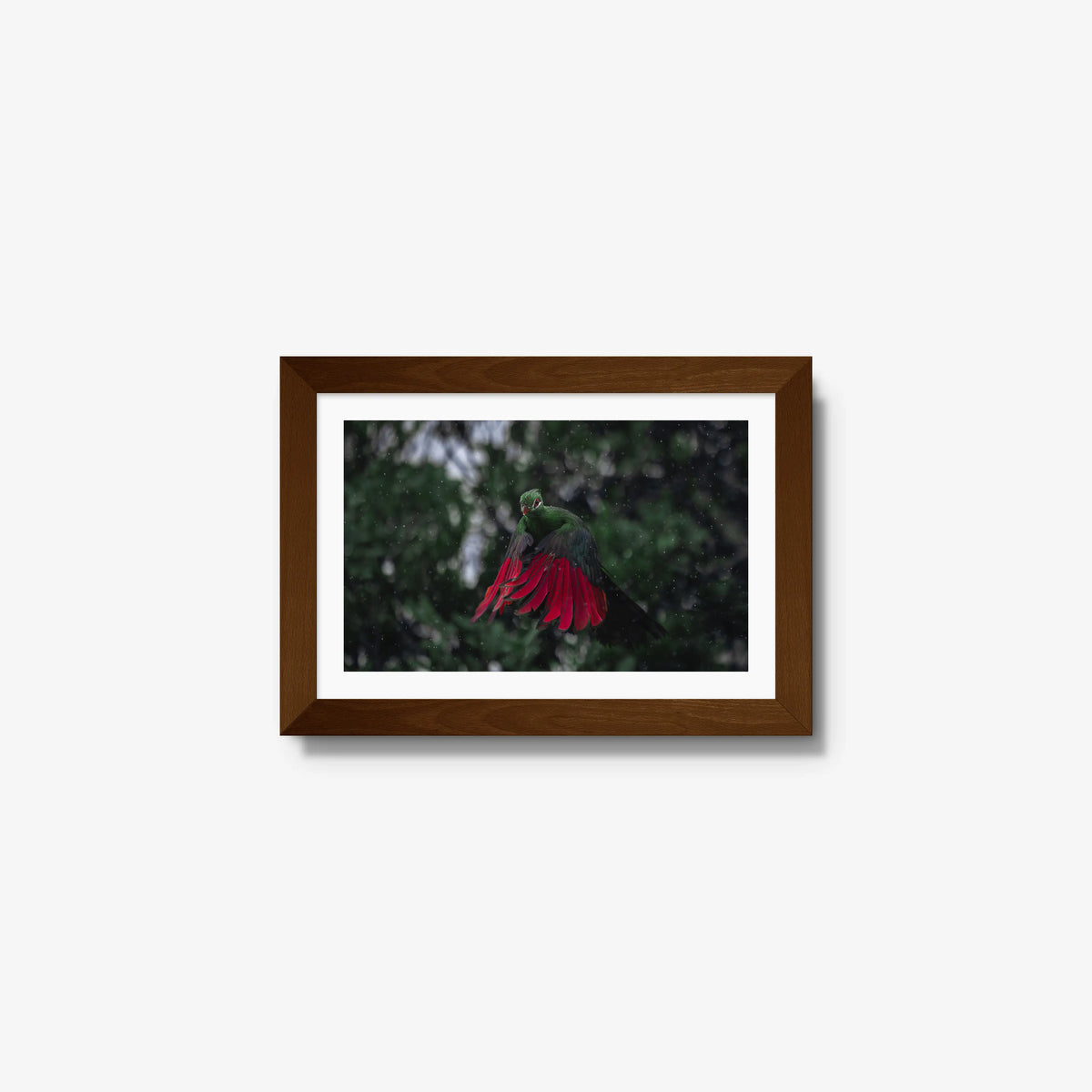 Turaco in the rain — mini / brown / mat