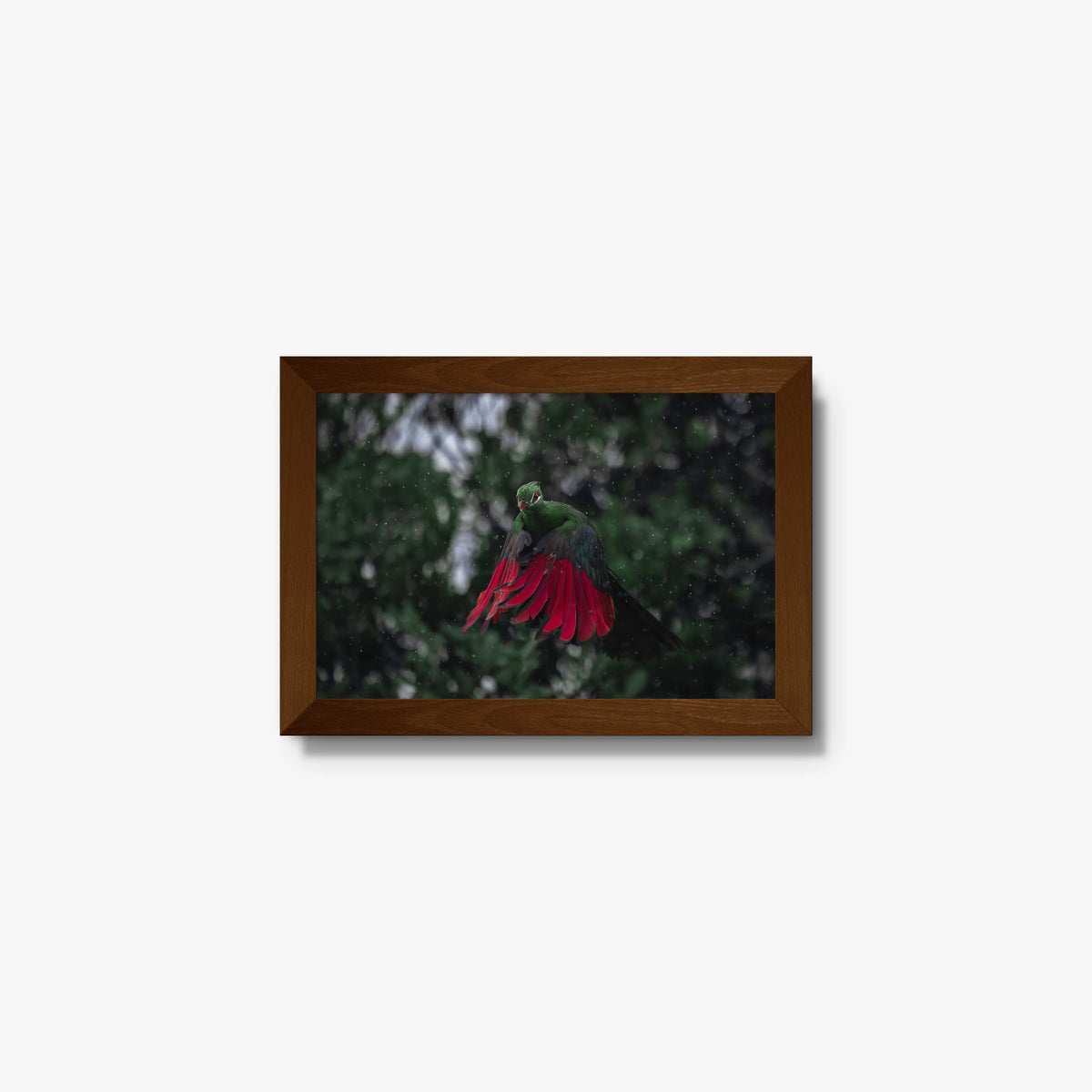 Turaco in the rain — mini / brown / full