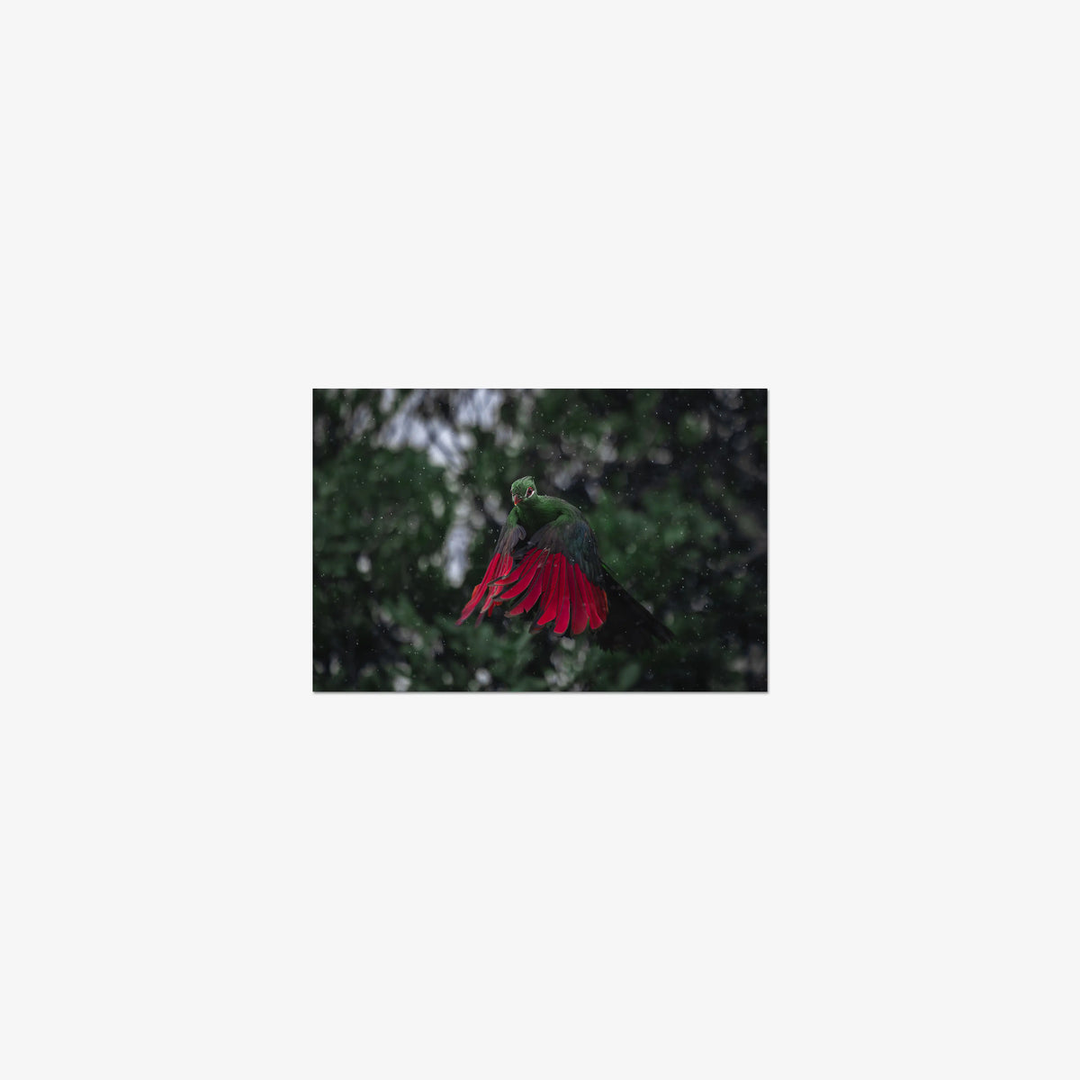 Turaco in the rain — mini / print / n/a