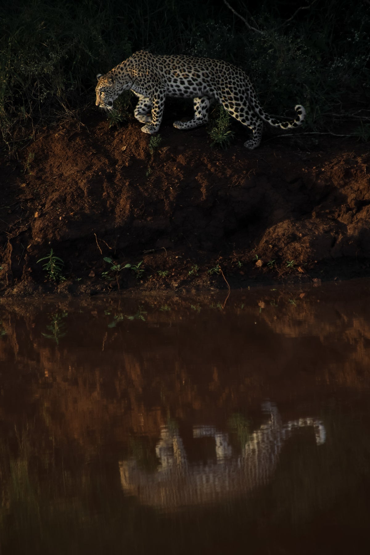 Reflection
