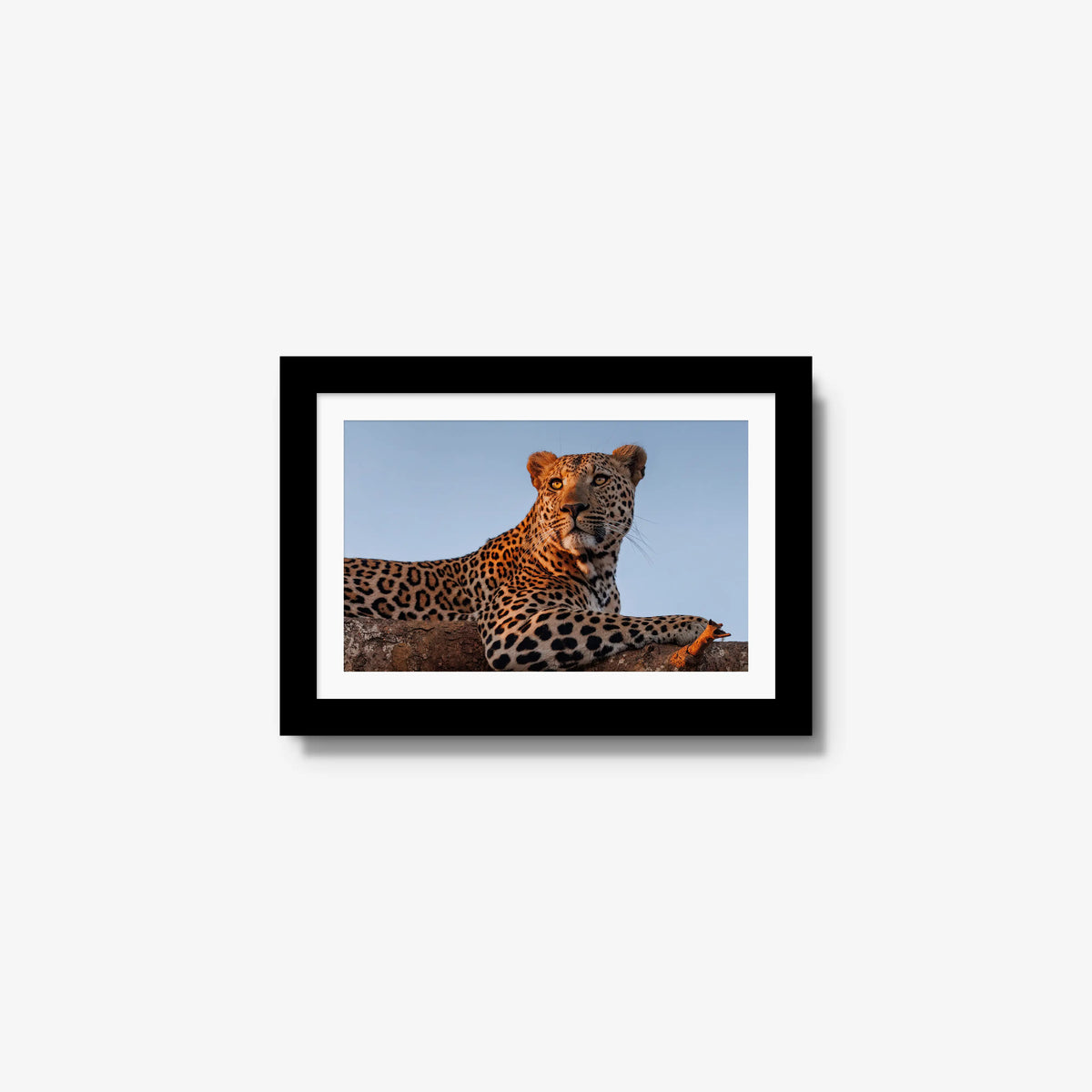 An Unknown Male — mini / black / mat