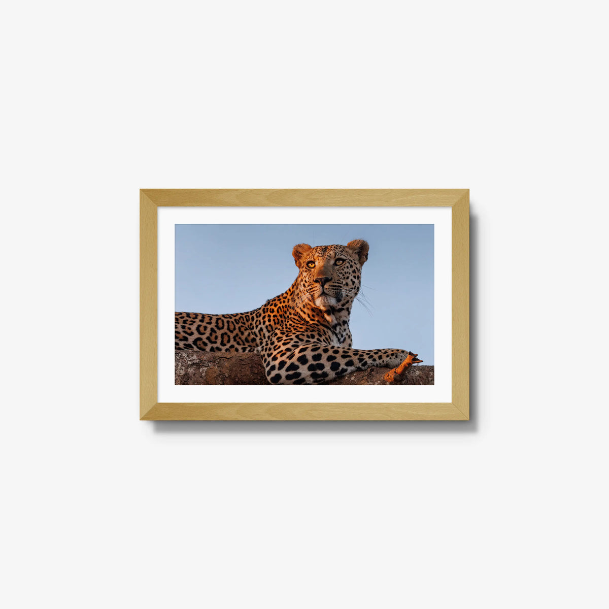 An Unknown Male — small / natural / mat