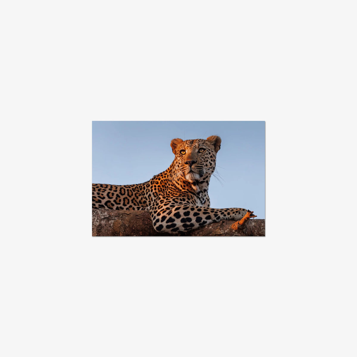 An Unknown Male — small / print / n/a