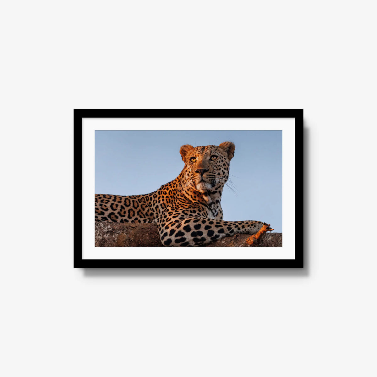 An Unknown Male — medium / black / mat