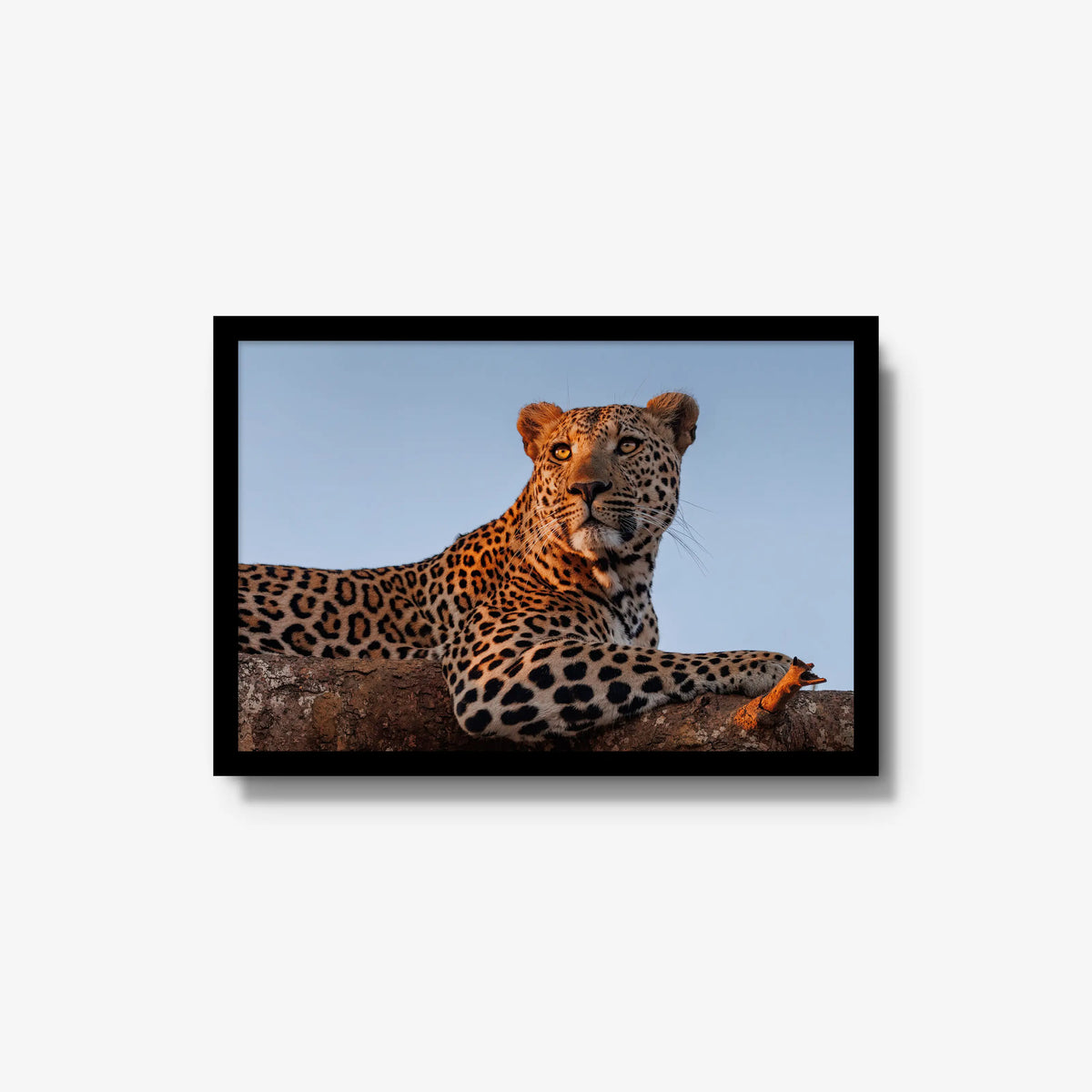 An Unknown Male — medium / black / full