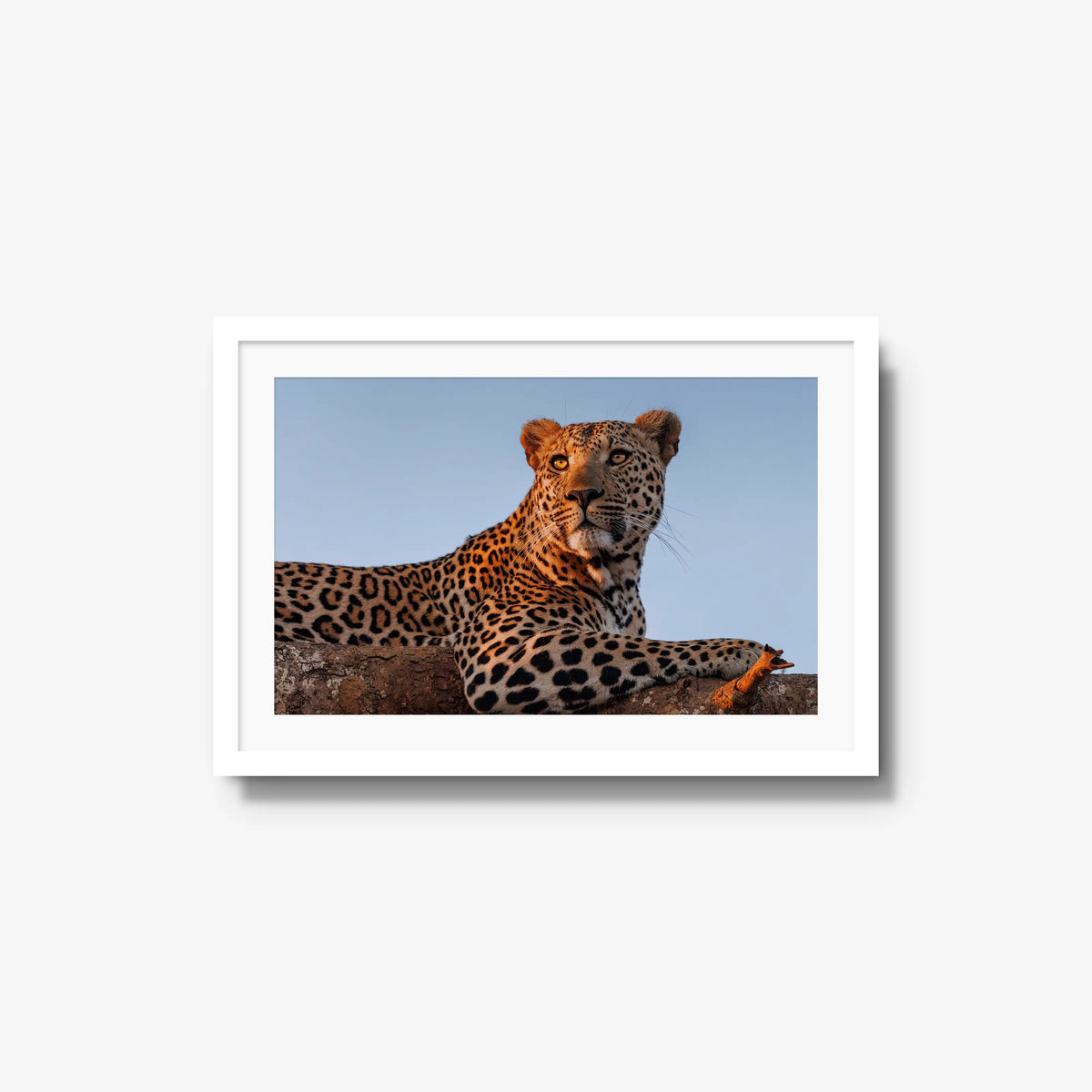 An Unknown Male — medium / white / mat