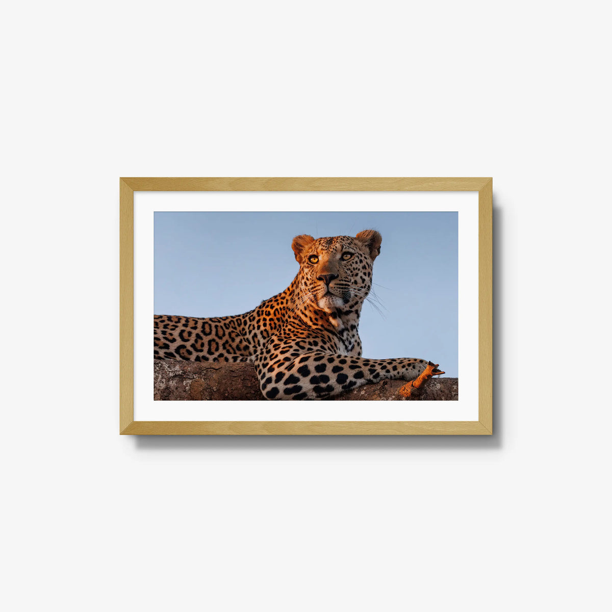 An Unknown Male — medium / natural / mat