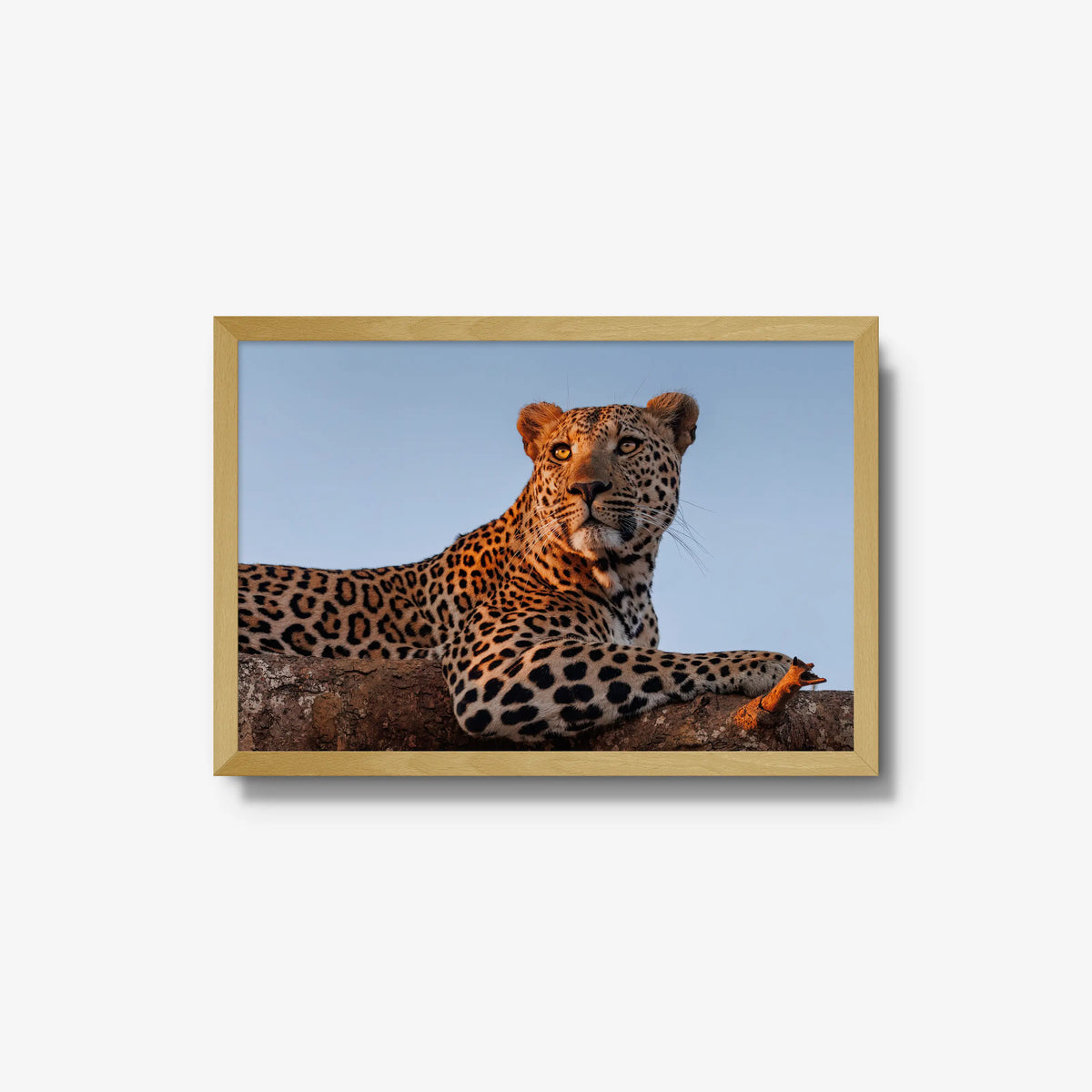 An Unknown Male — medium / natural / full