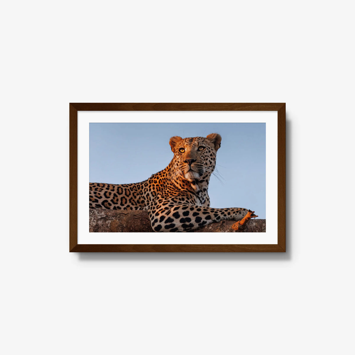 An Unknown Male — medium / brown / mat