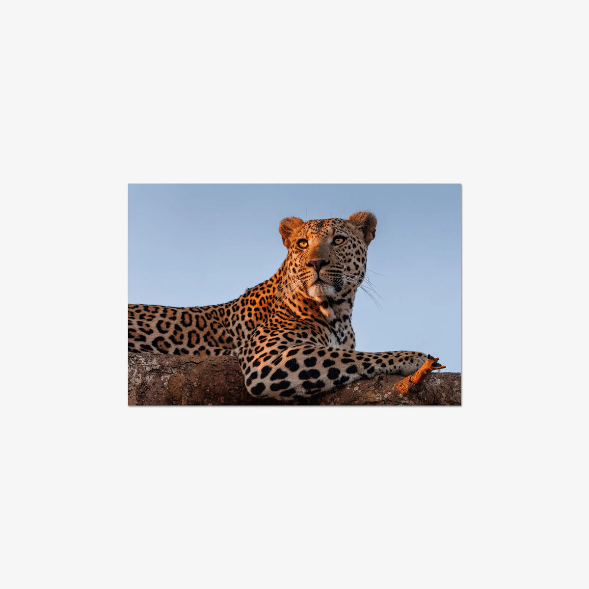 An Unknown Male — medium / print / n/a