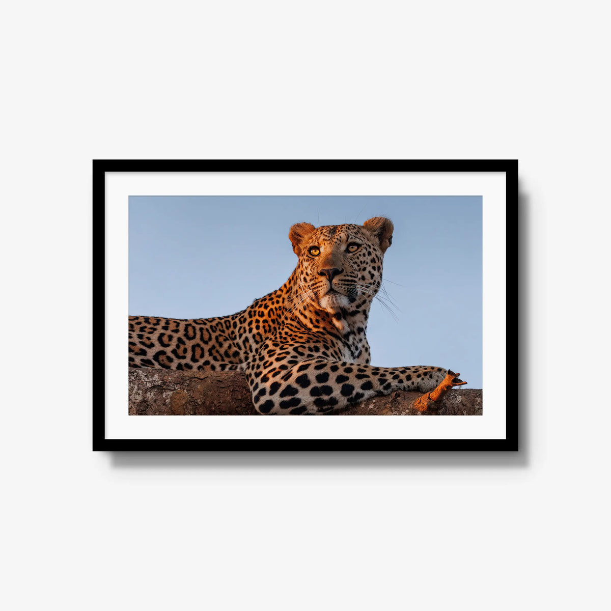 An Unknown Male — large / black / mat