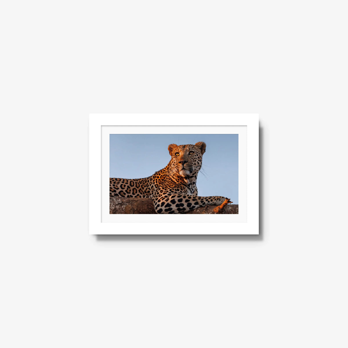 An Unknown Male — mini / white / mat
