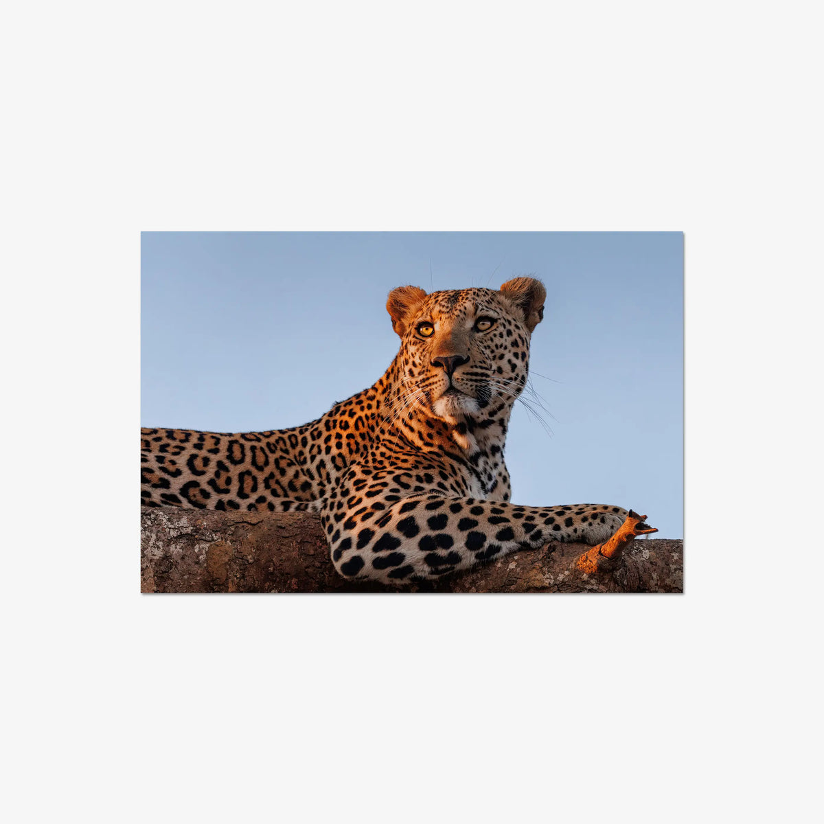 An Unknown Male — large / print / n/a