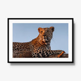 An Unknown Male — gallery / black / mat