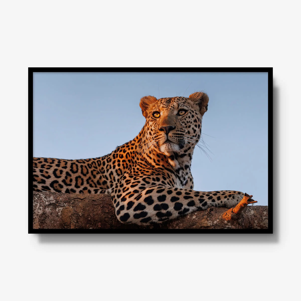 An Unknown Male — gallery / black / full