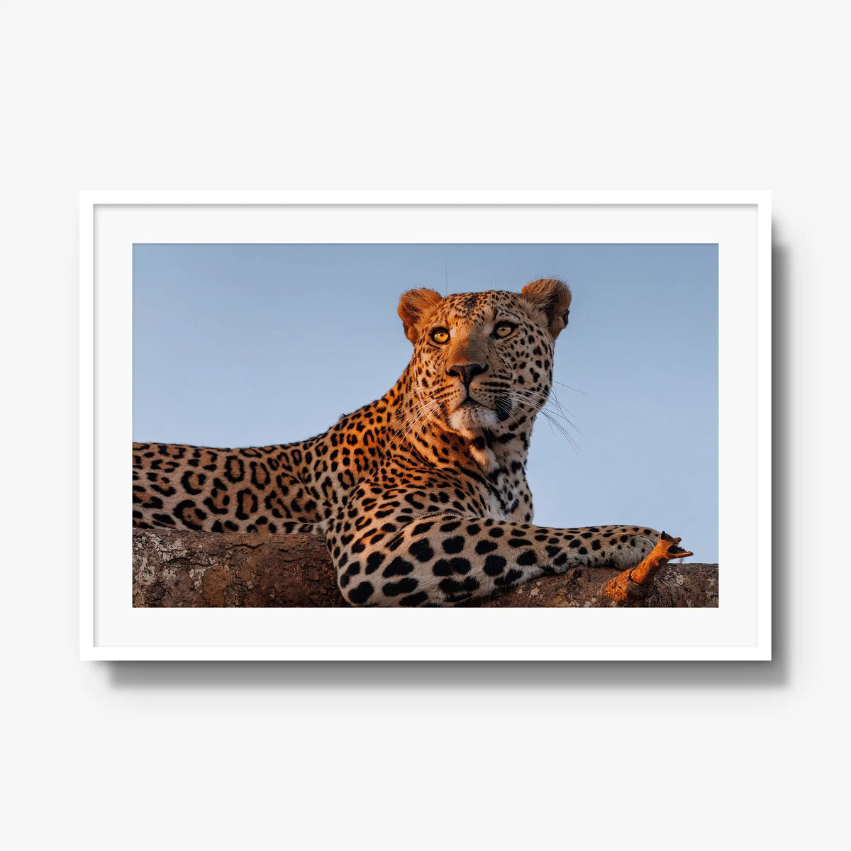 An Unknown Male — gallery / white / mat