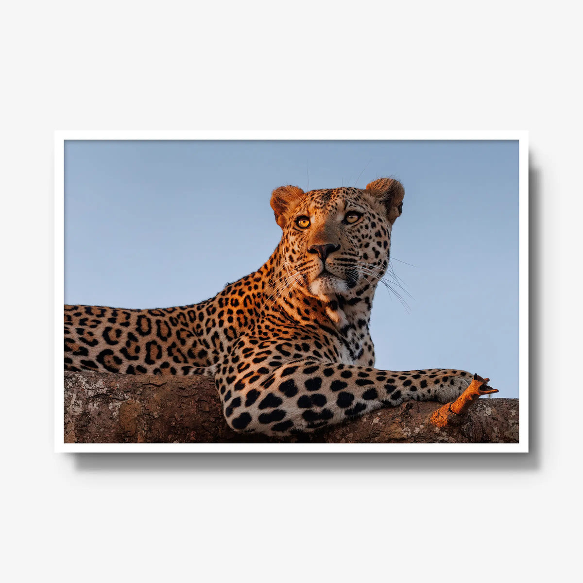 An Unknown Male — gallery / white / full