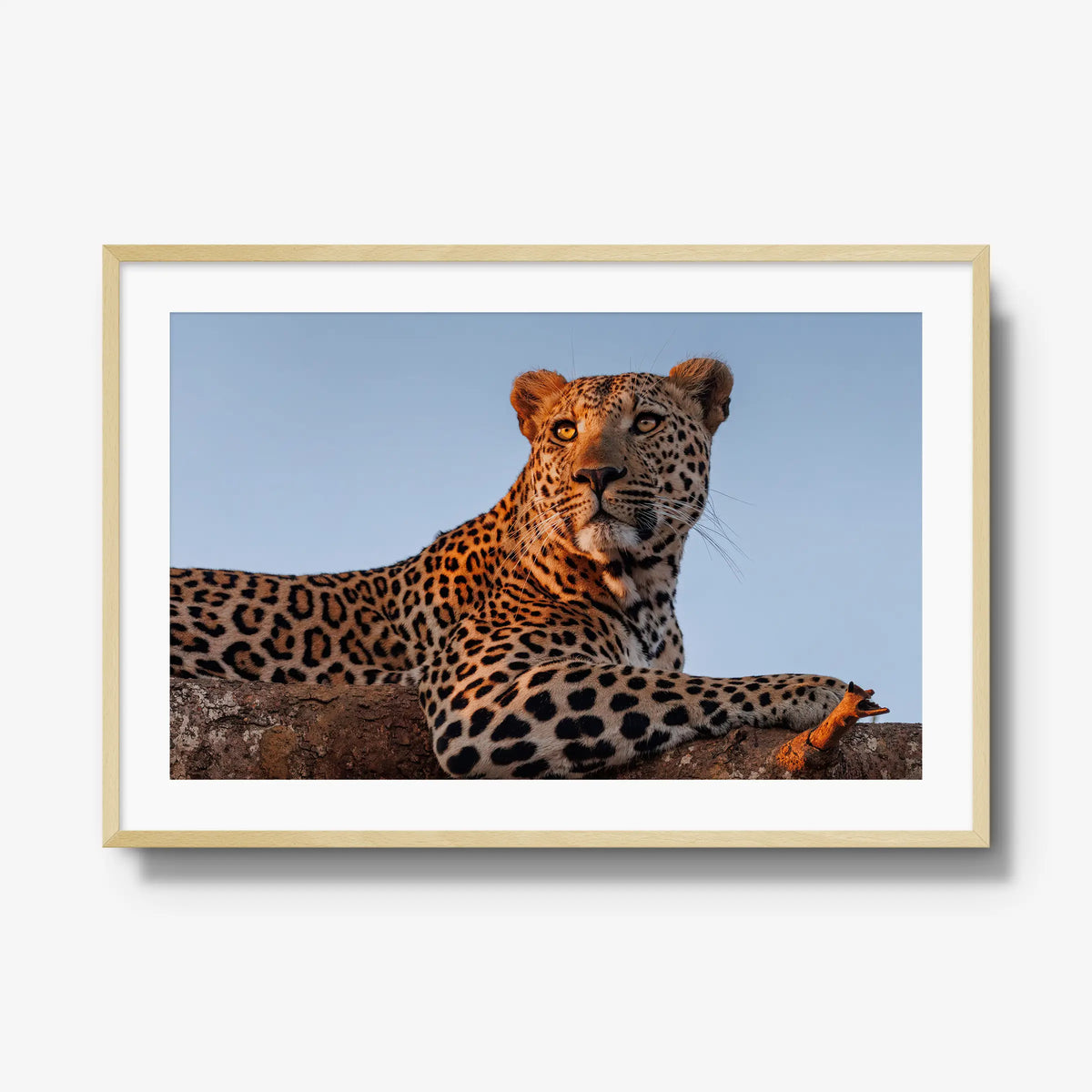 An Unknown Male — gallery / natural / mat