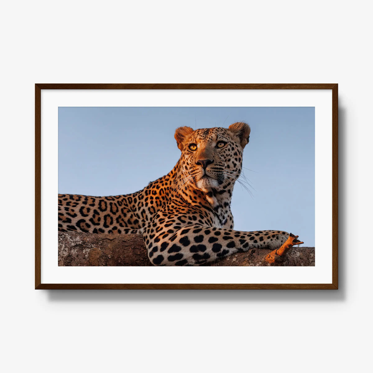An Unknown Male — gallery / brown / mat