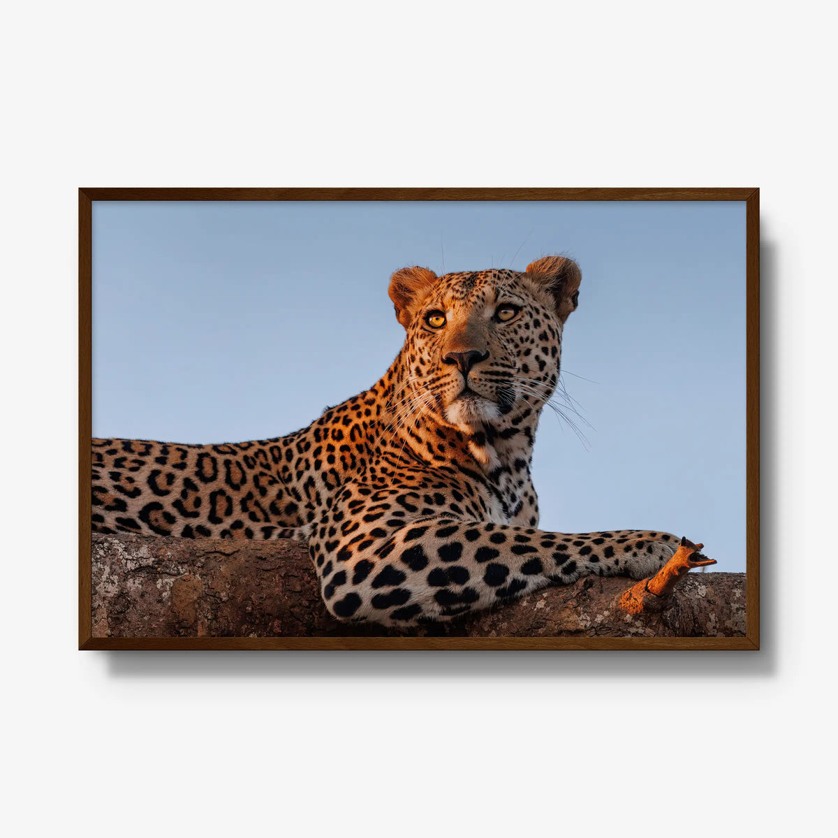 An Unknown Male — gallery / brown / full