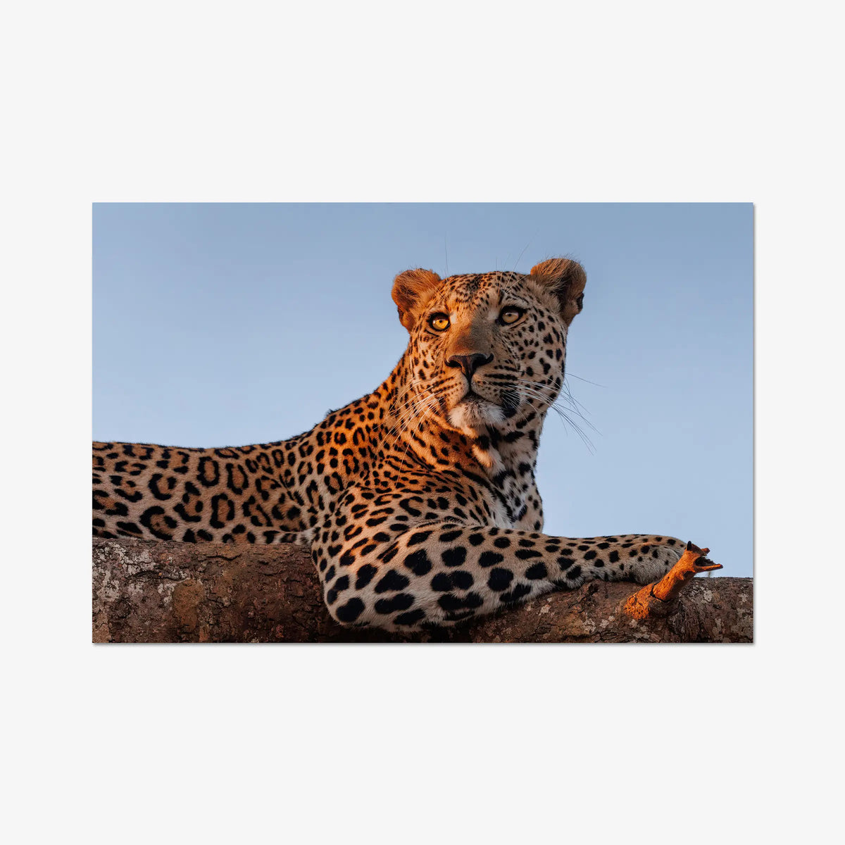 An Unknown Male — gallery / print / n/a