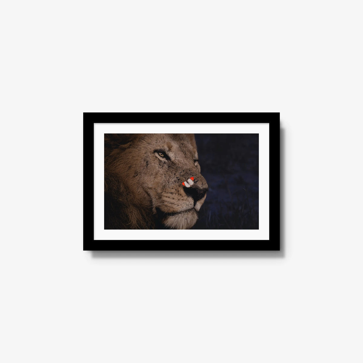 Unlikely Visitor — small / black / mat