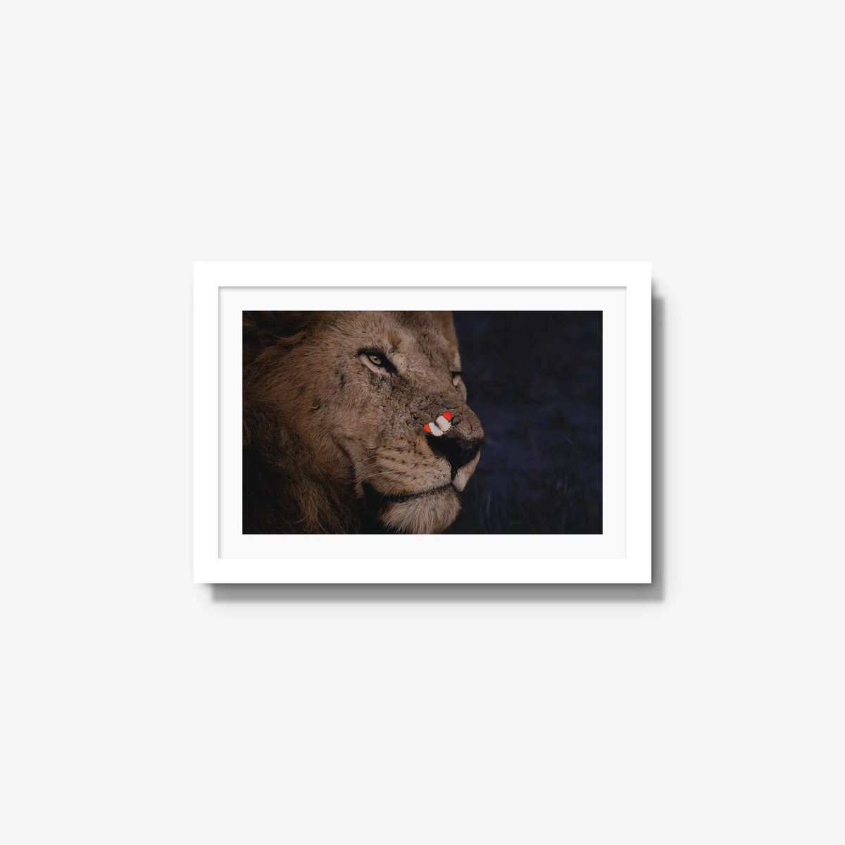 Unlikely Visitor — small / white / mat