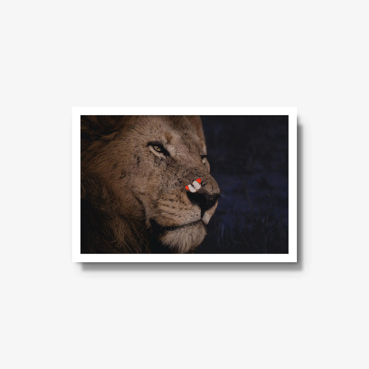 Unlikely Visitor — medium / white / full