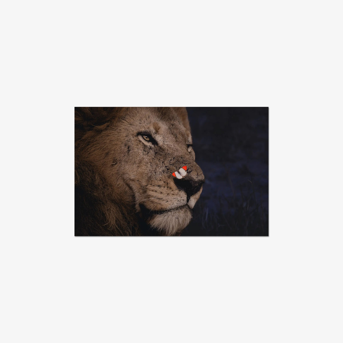 Unlikely Visitor — medium / print / n/a