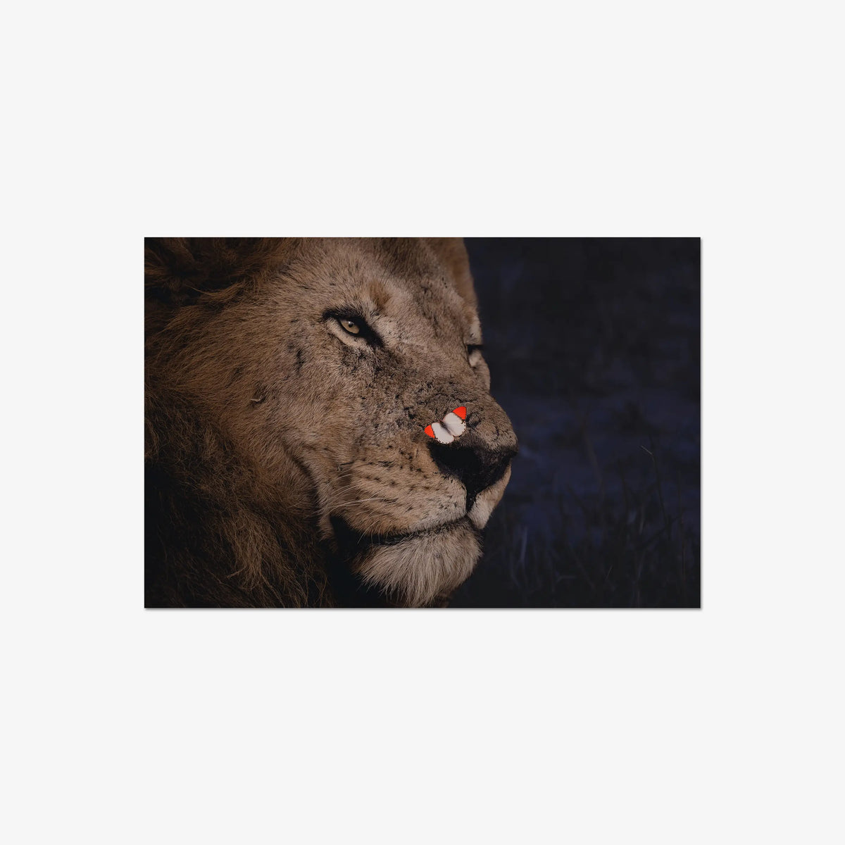 Unlikely Visitor — large / print / n/a