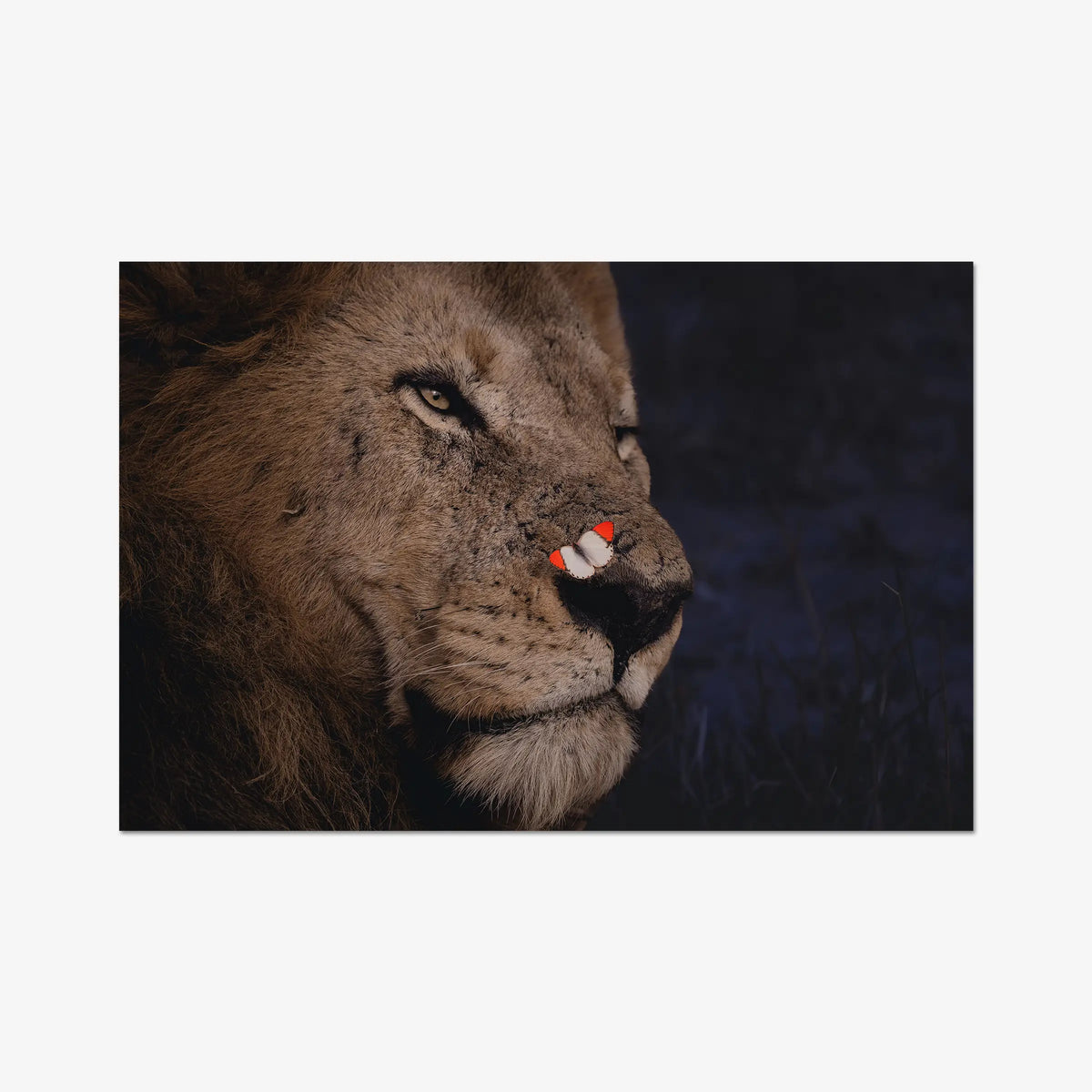 Unlikely Visitor — gallery / print / n/a