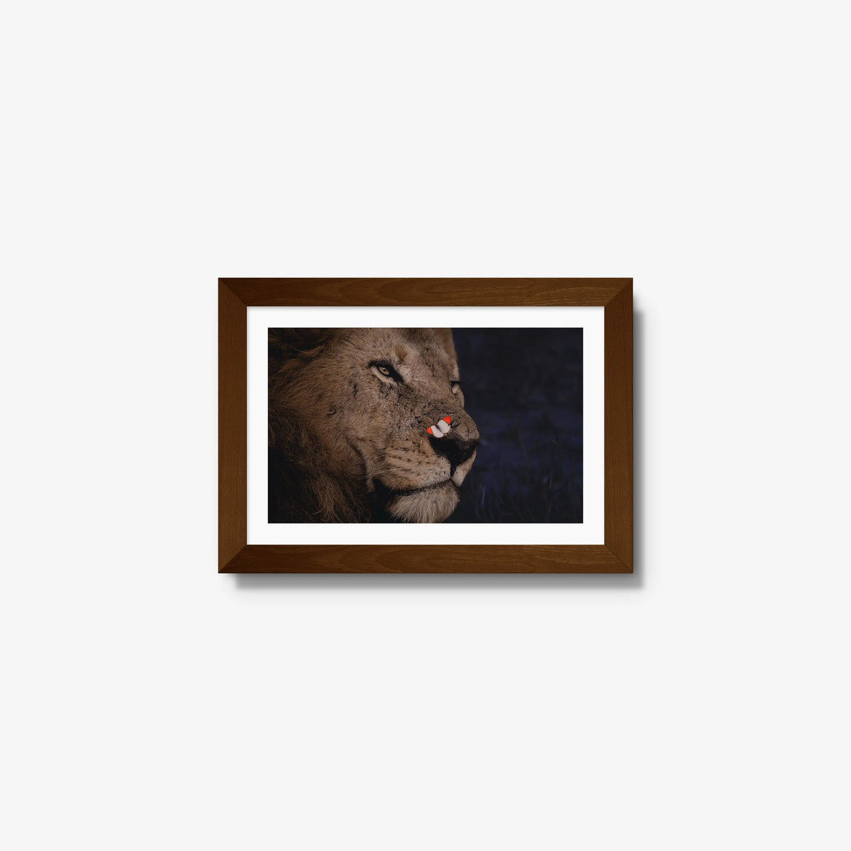 Unlikely Visitor — mini / brown / mat