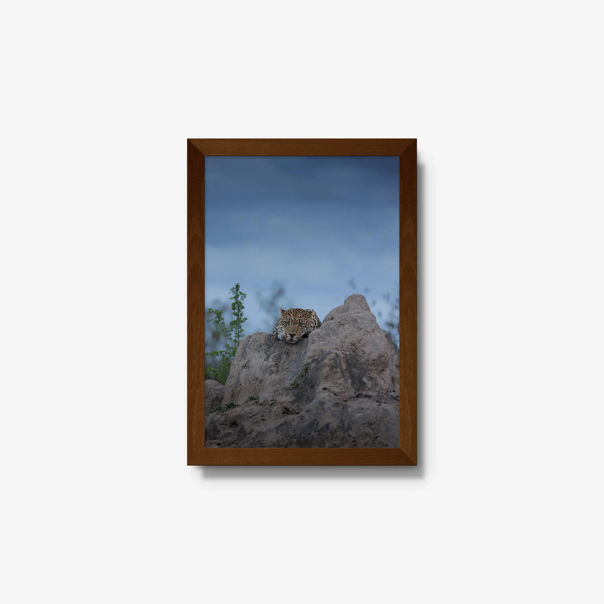 Weight of the Day — small / brown / full