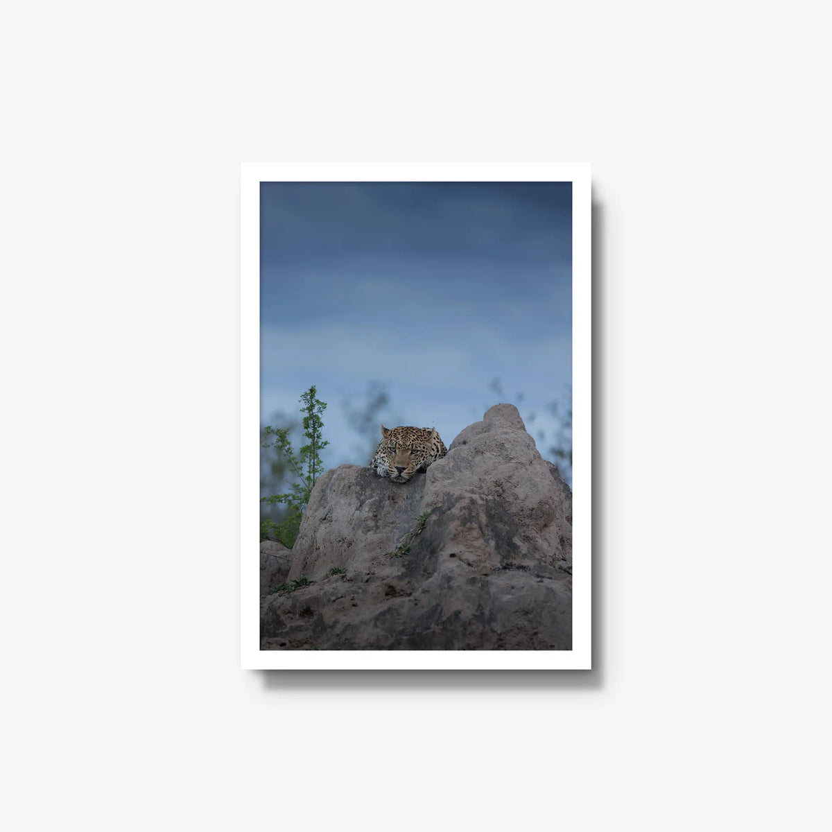 Weight of the Day — medium / white / full