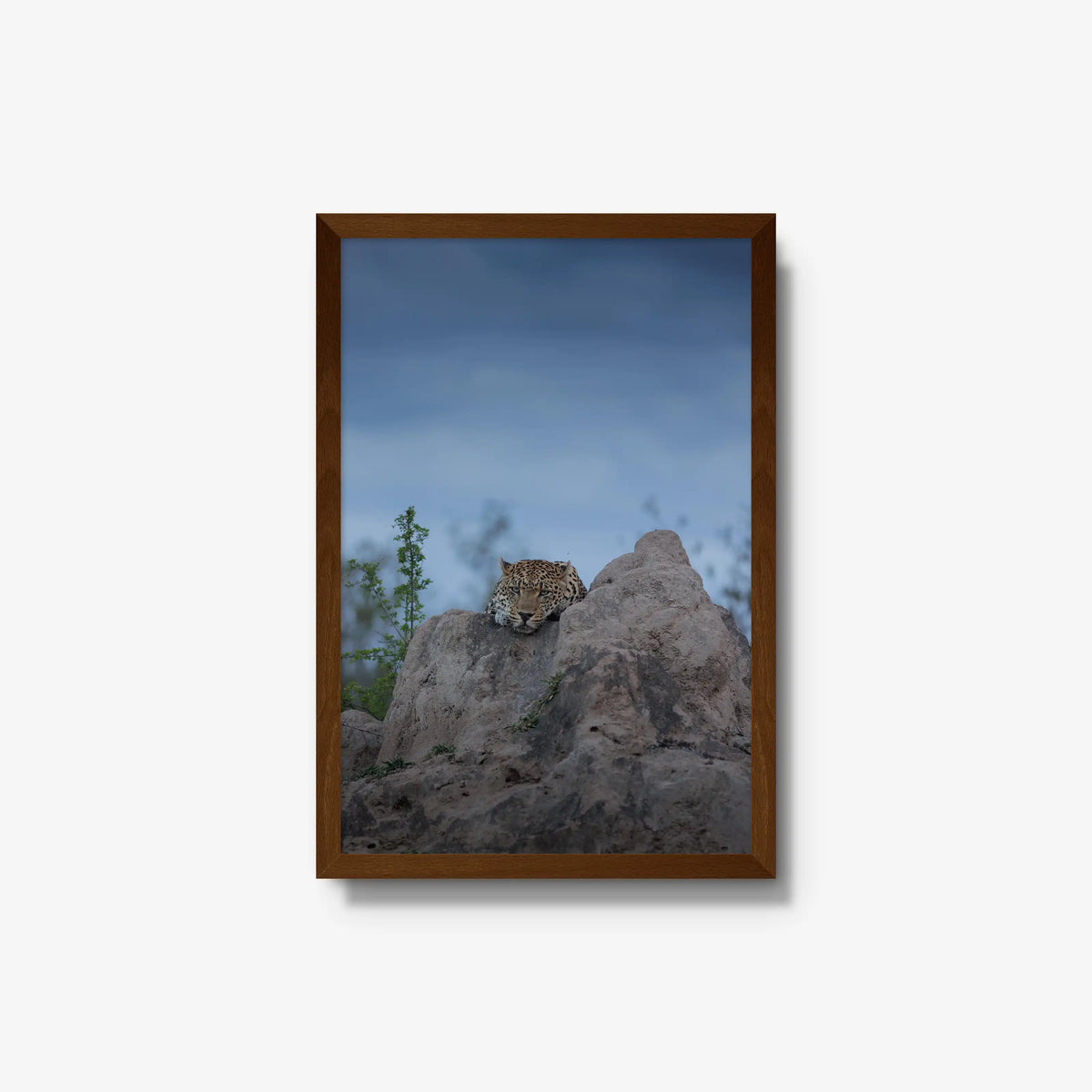 Weight of the Day — medium / brown / full
