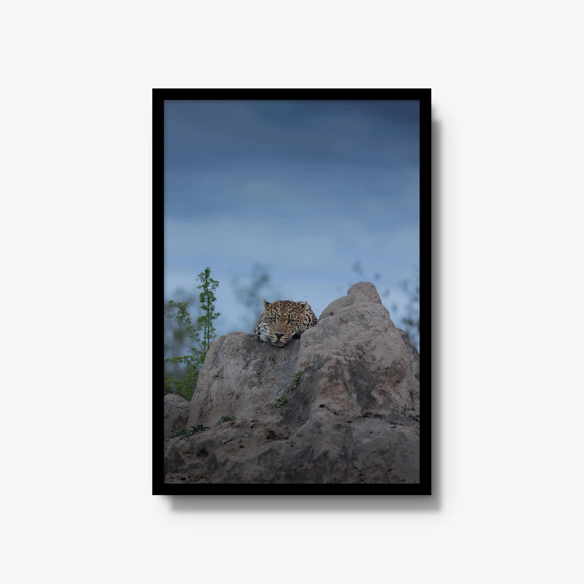 Weight of the Day — large / black / full