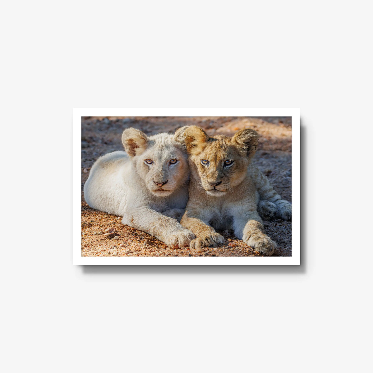 Ghost and Gold — medium / white / full