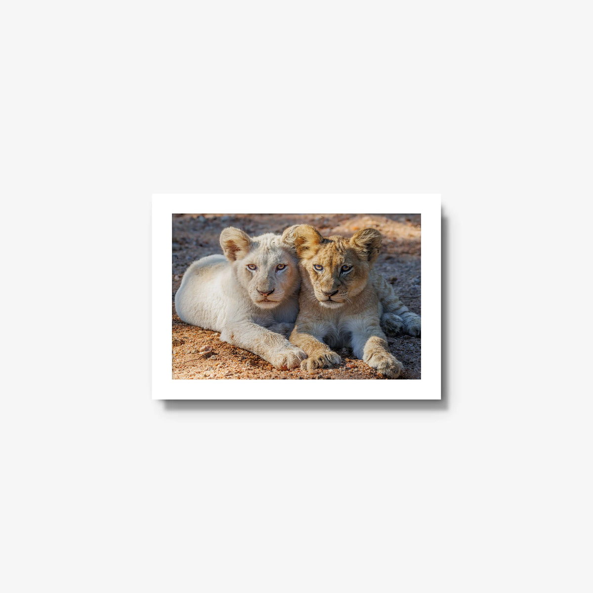 Ghost and Gold — mini / white / full